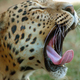 Image for article titled Lots of Leopards, No Casualties. One Village Figured Out How to Do It.